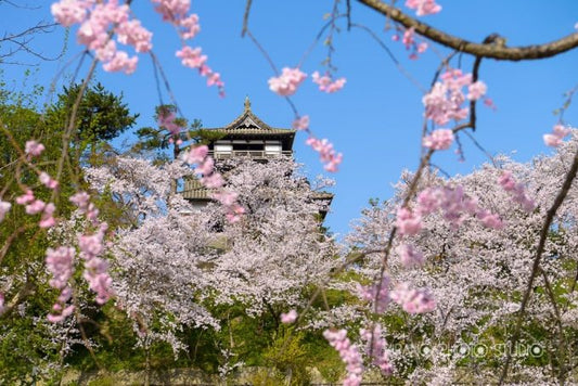 福井県で行きたい春の旅にオススメのお城３選