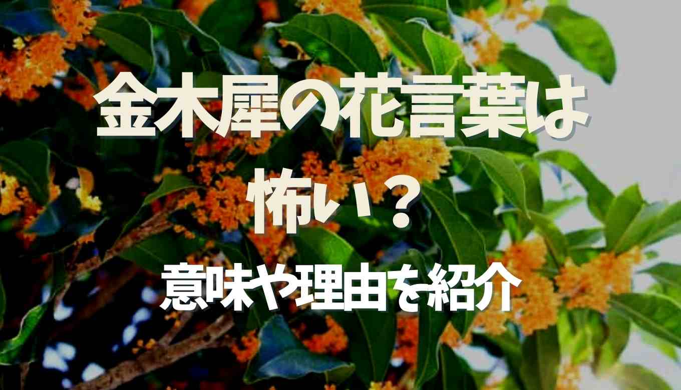 金木犀の花言葉が怖いと言われる理由は？金木犀 花言葉 説明した
