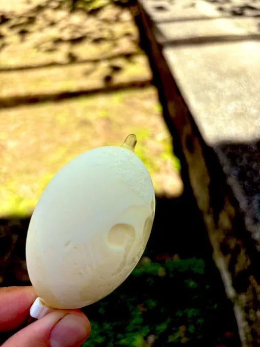 恐竜の卵アイスの平均的な値段